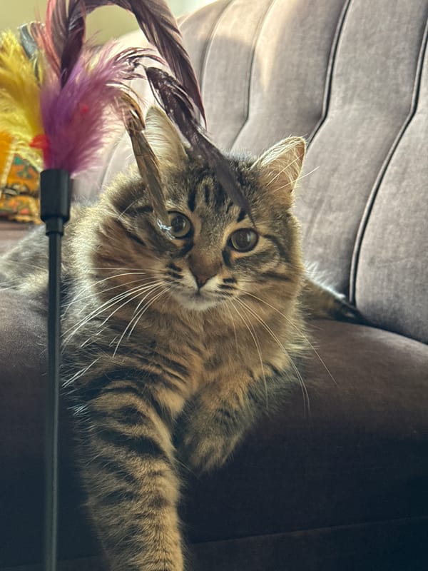 Woman documents afternoon with cat in Pleven apartment