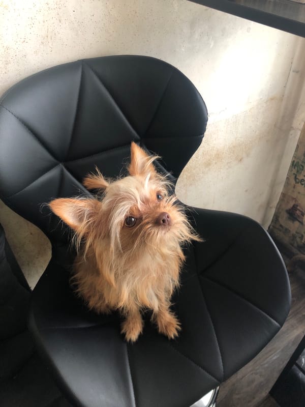 Yorkie posed with a plush bear on a leather chair in Moscow
