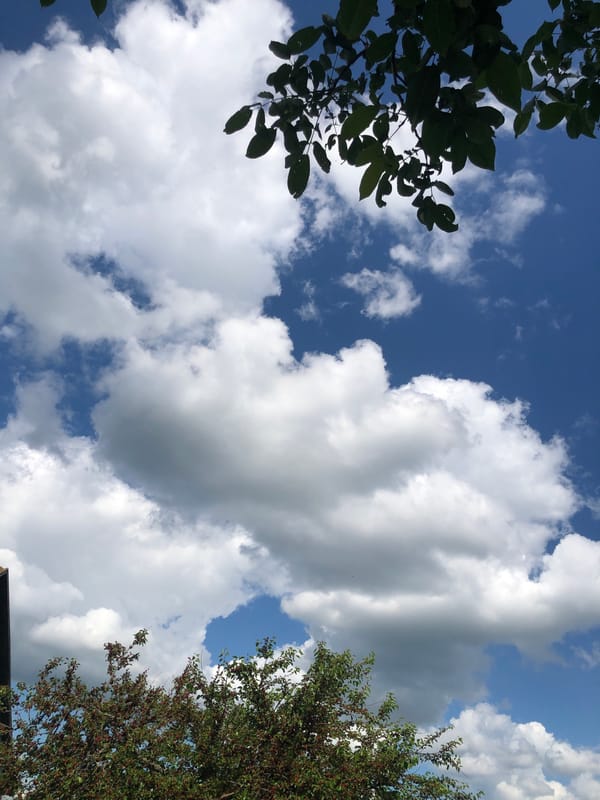 Cloudy skies, ripe mulberries, and dogs napping in Khmilnytsia