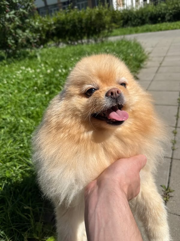 Two Pomeranians taking a sunny outdoor break in Russia