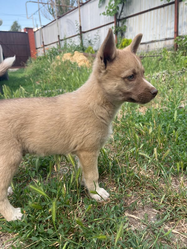 Puppies, cats, flowers, and fresh raspberries on a summer afternoon