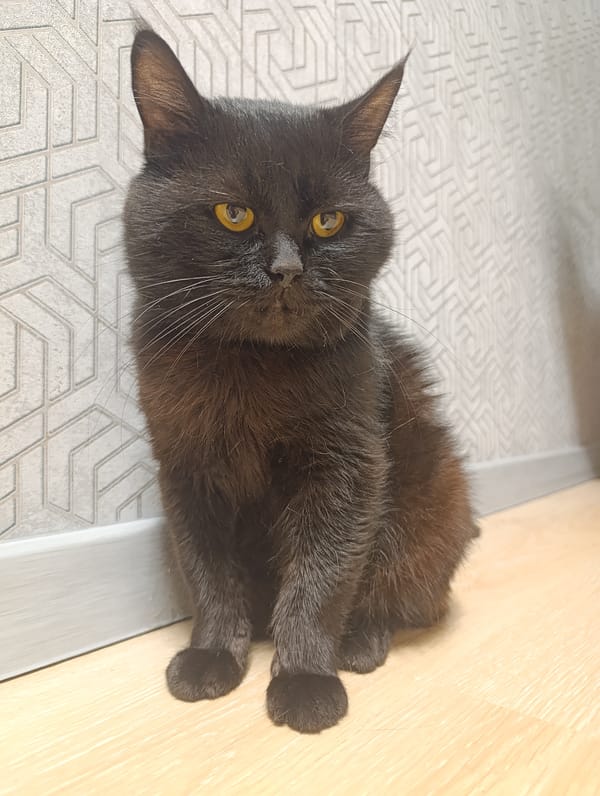 Black cat chills on a wooden floor in Zlatopil