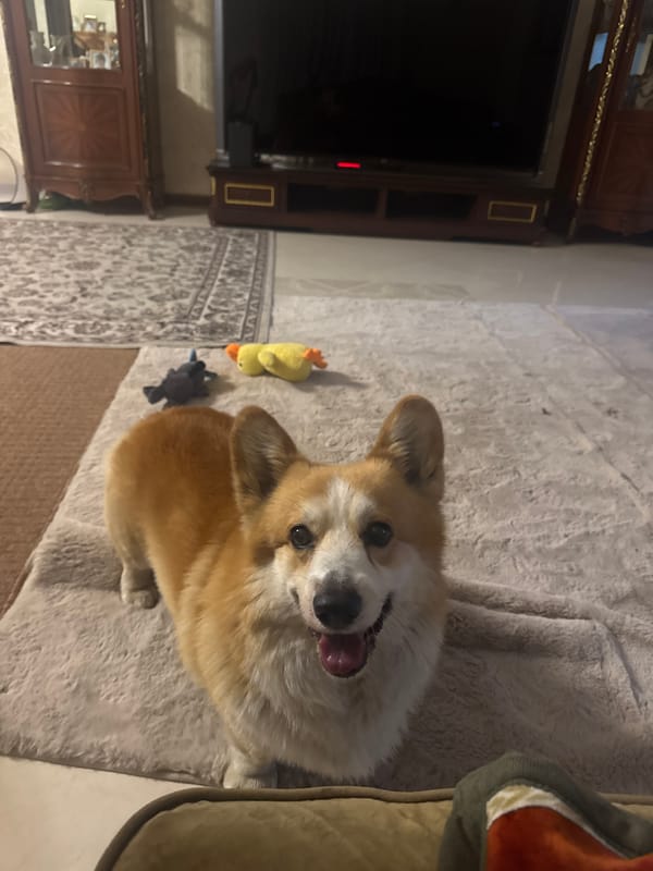 Corgi dog spotted playing indoors and outdoors in Russian suburb