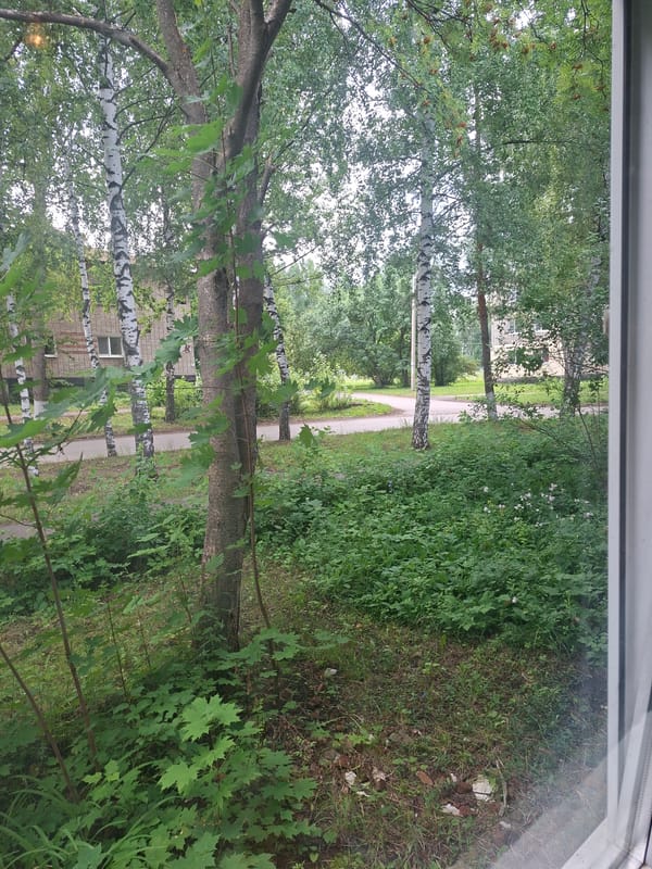 Quiet domestic morning in Nikolaevka — plants, views, and small objects