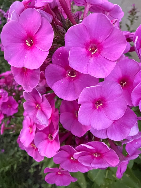 Summer garden in bloom: flowers, fruit, and a cornfield at dusk