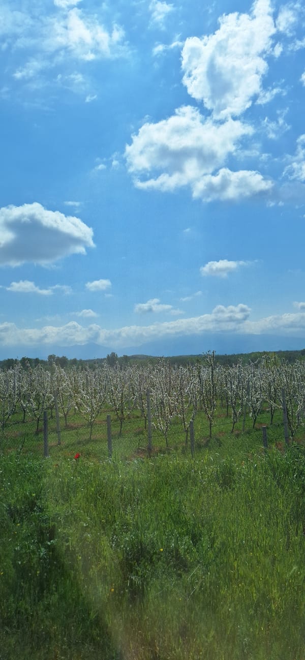 Spring orchard blooms documented near Novo Konomladi, Bulgaria