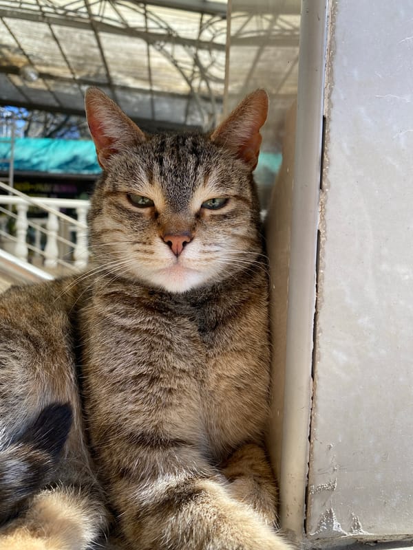 Tabby cat sleeps on ledge while being petted in Alushta