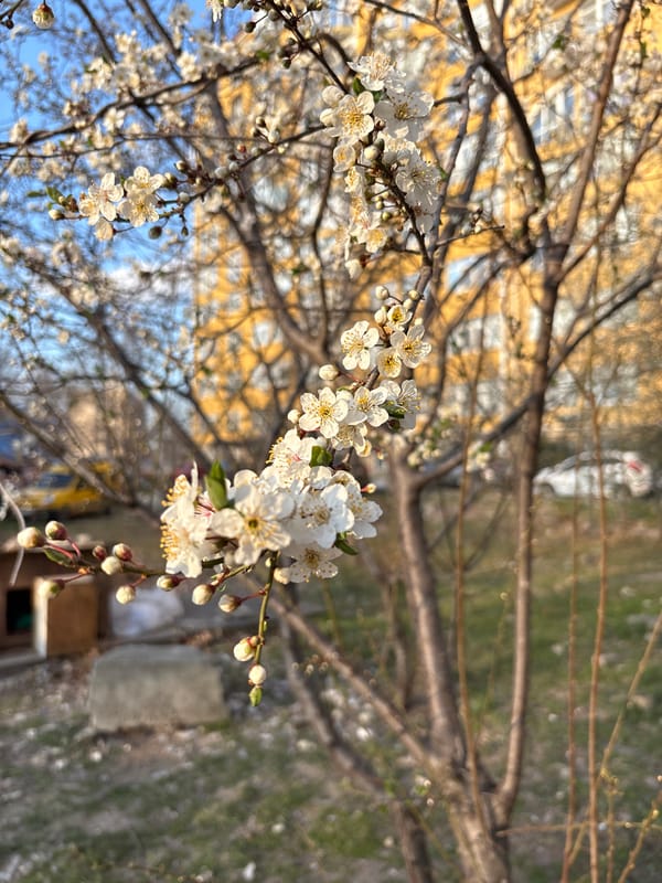 Spring blooms captured around Simferopol residential buildings