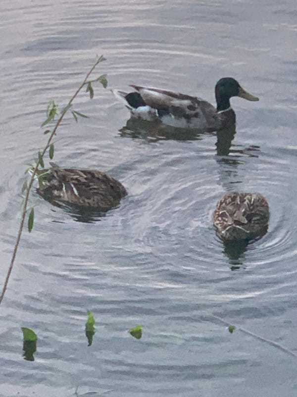 Spring afternoon park life captured across multiple locations