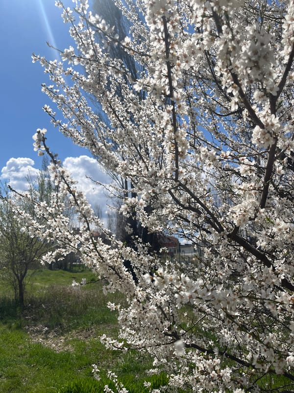 Spring blooms observed in Sofia street scene