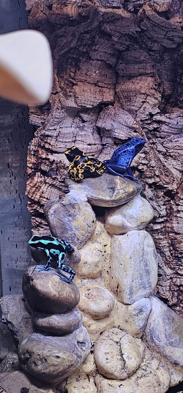Exotic reptiles and amphibians displayed in Moscow facility