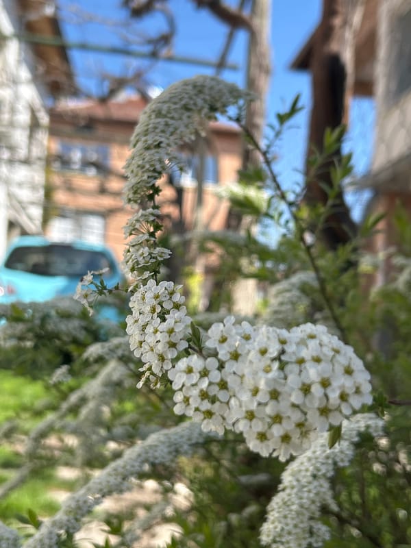 Spring blooms and playful dog captured in Krumovo village