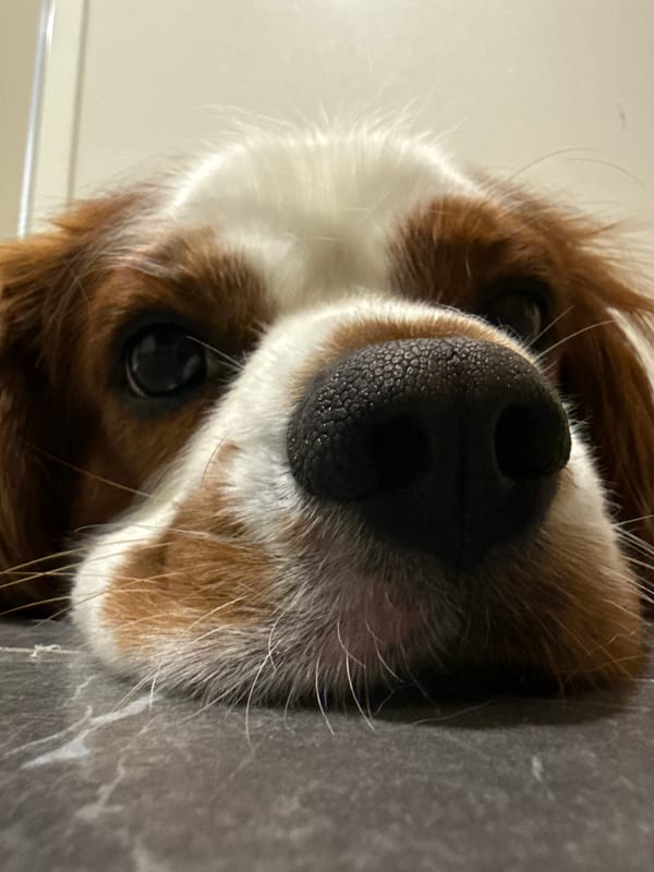 Cavalier King Charles Spaniel photographed indoors in Dobrich, Bulgaria