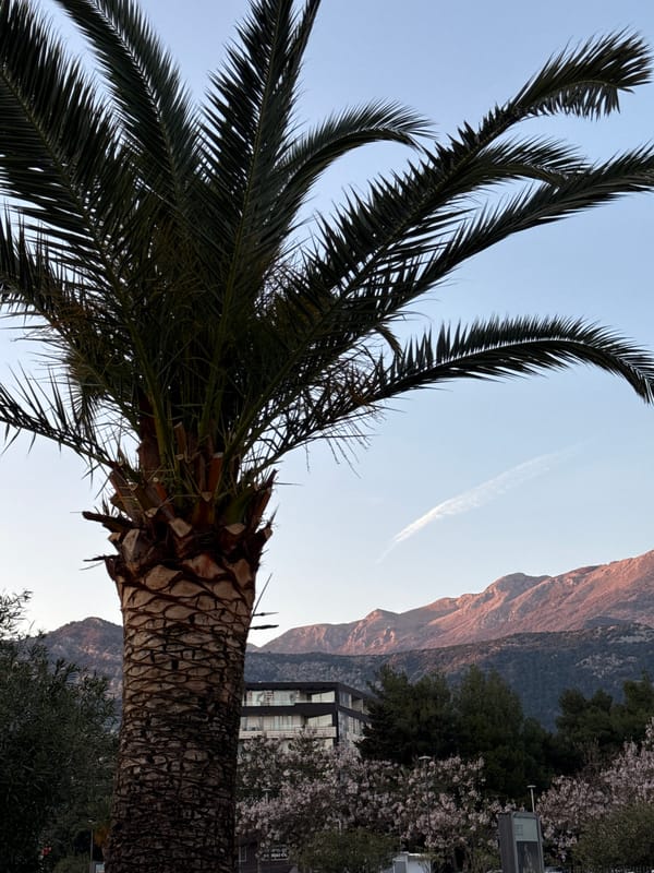 Urban palm tree scene with mountain backdrop observed