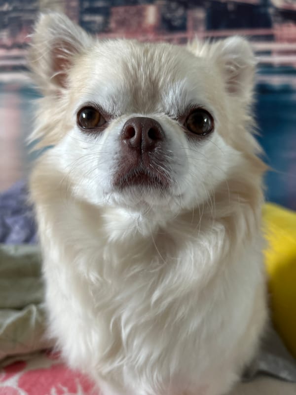 Chihuahua lounging on a wooden floor in Usol'e