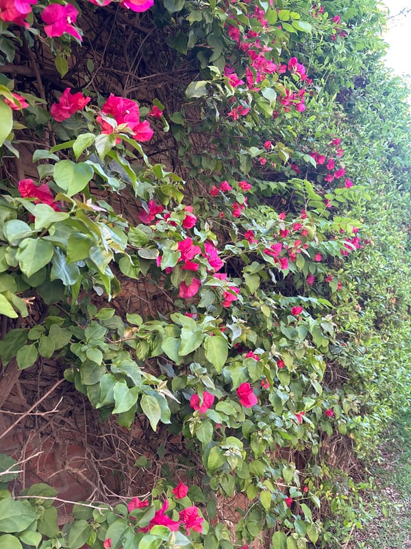 Morning nature walk documented in Málaga gardens