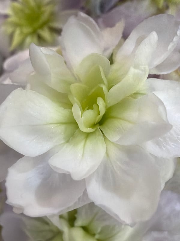 Botanical macro photography session captures diverse flower specimens