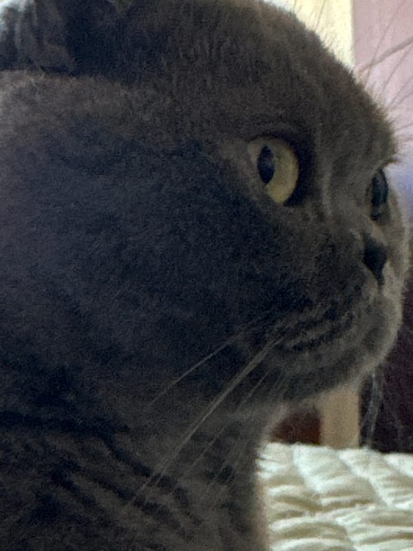 Cats, home scenes, and neighborhood views from Uzhhorod