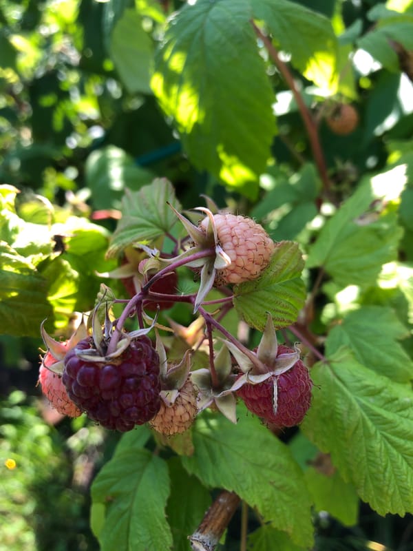 Summer garden and home scenes from Oryol, Russia