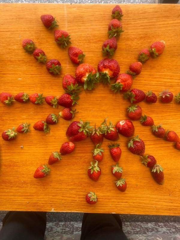 Strawberry gardening and harvest display in Krupki, Belarus