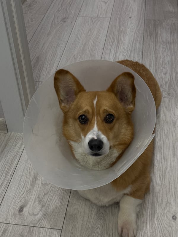 Corgi recovering with medical cone in Rostov-on-Don home