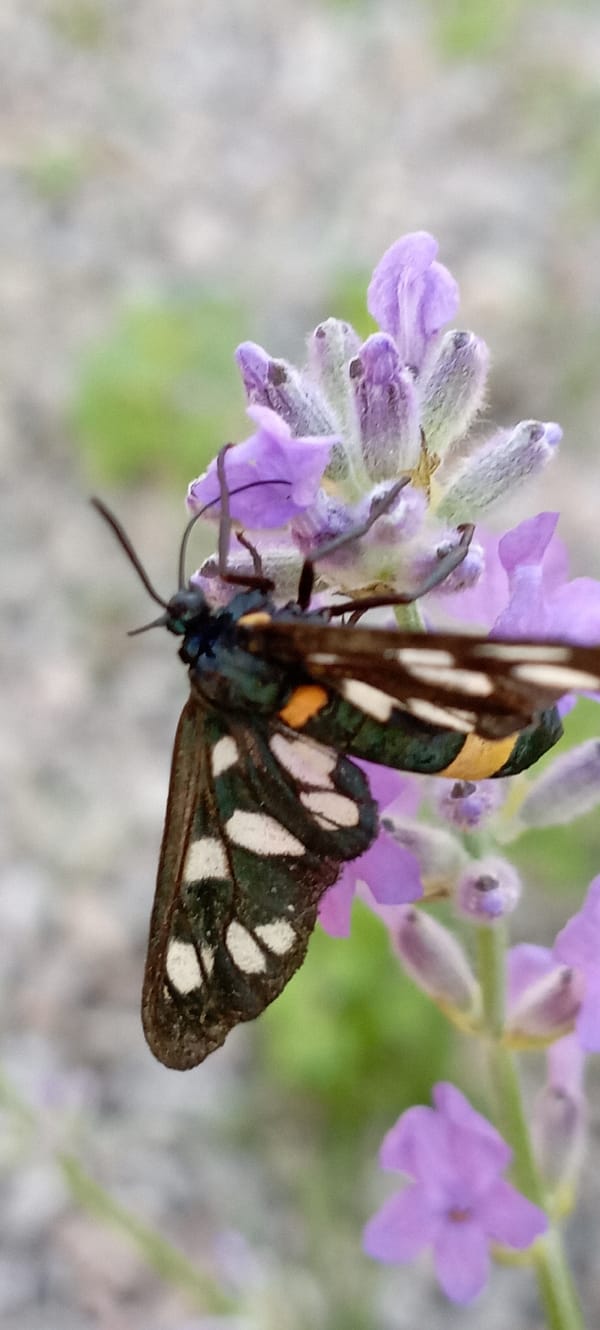 Roses, insects, and a curious cat in a Ukrainian garden