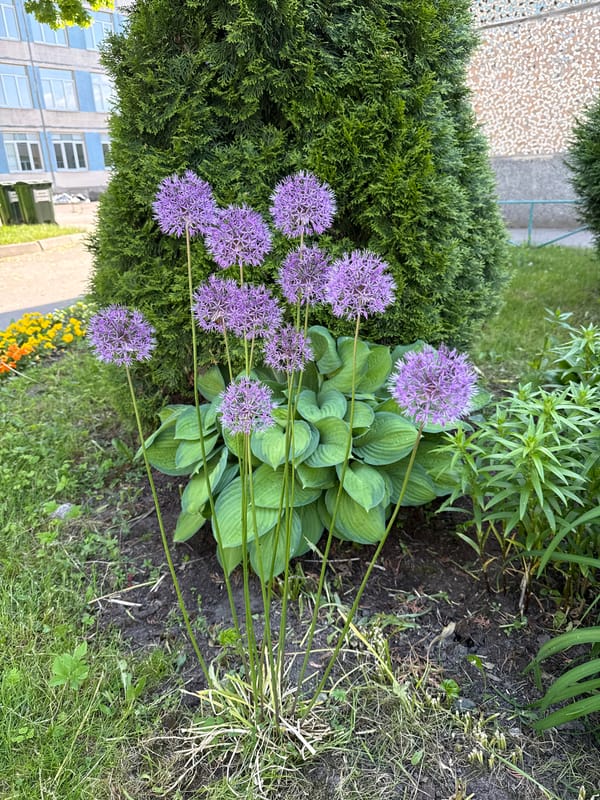 Urban garden scene documented in Saint Petersburg