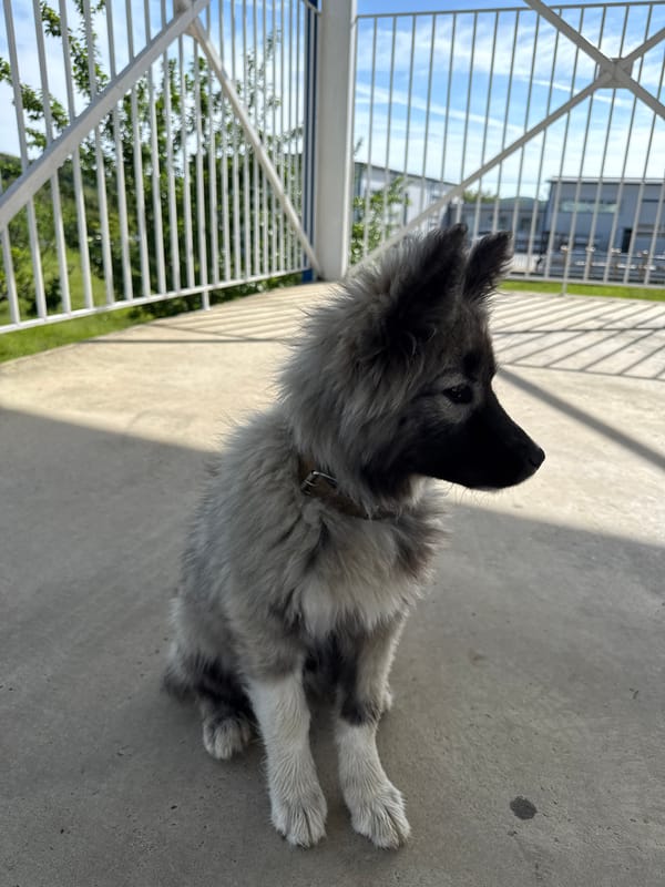Young dog spotted around Berkovitsa, Bulgaria early morning