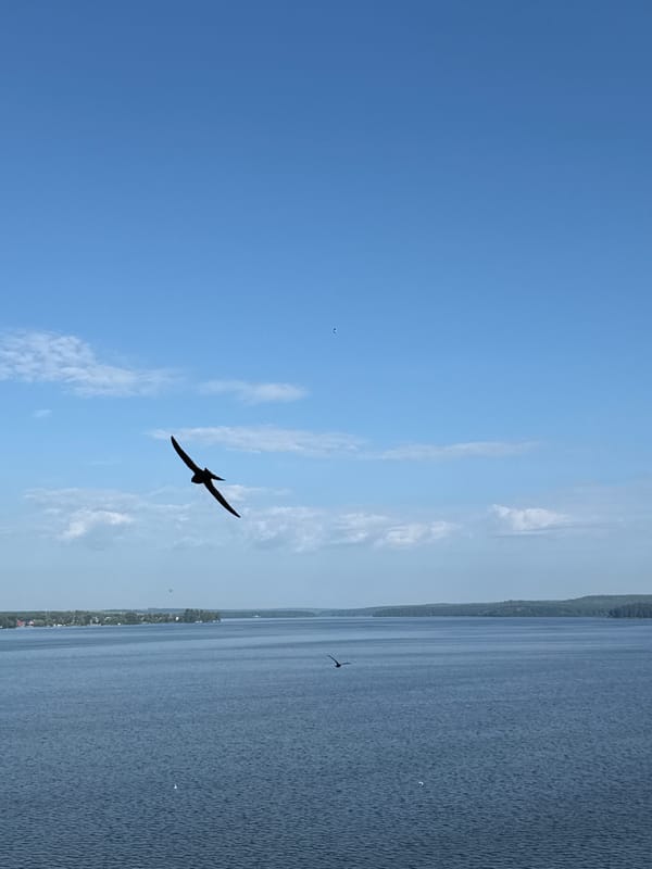 Birds in flight over Votkinsk Reservoir on a clear summer morning