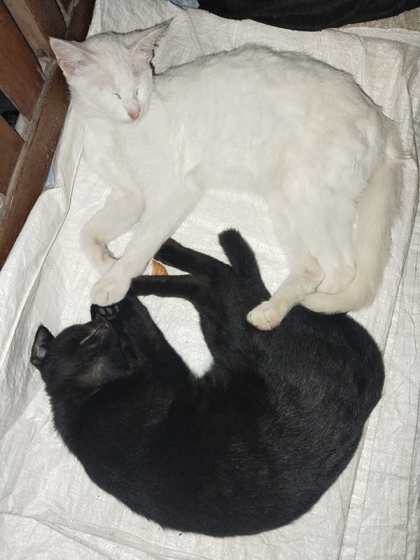 Black and white cats nap, cuddle, and groom each other on a white surface