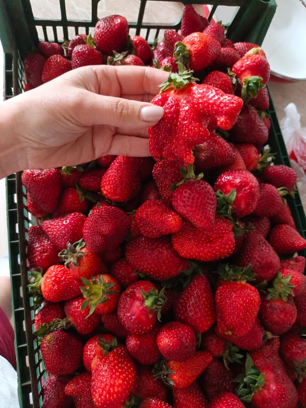 Quiet afternoon moments with pets and strawberries in Goryachiy Klyuch