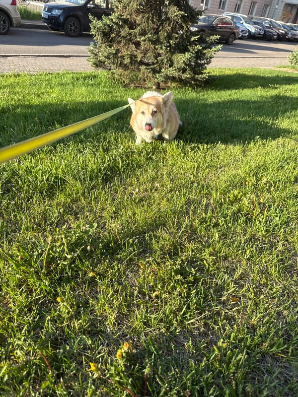Corgi spotted on evening walk in Krasnoyarsk