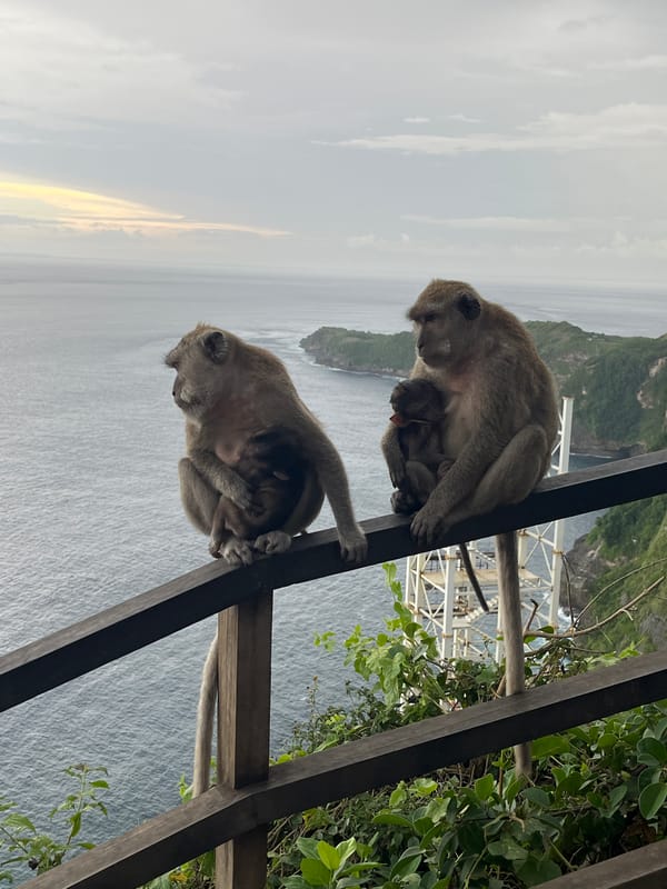 Macaque families spotted at Nusa Penida coastal viewpoint