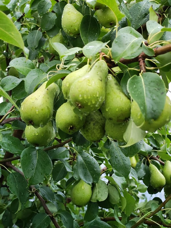 Rainy summer day with fruit trees and a chilled wine