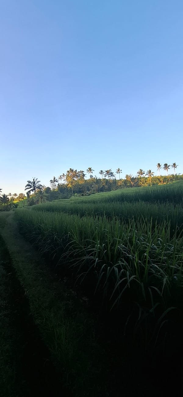 Rice terraces and rural pathways documented in Penebel, Indonesia