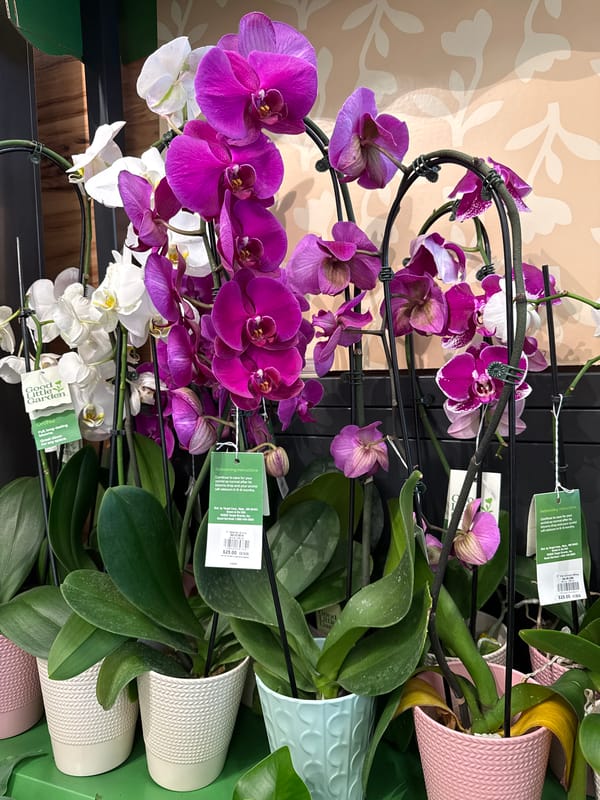 Shopper documents spring merchandise displays during Target store visit