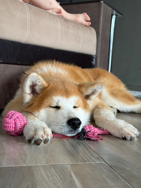 Morning memories captured in Chaikovsky: sleeping dogs, flowers, family