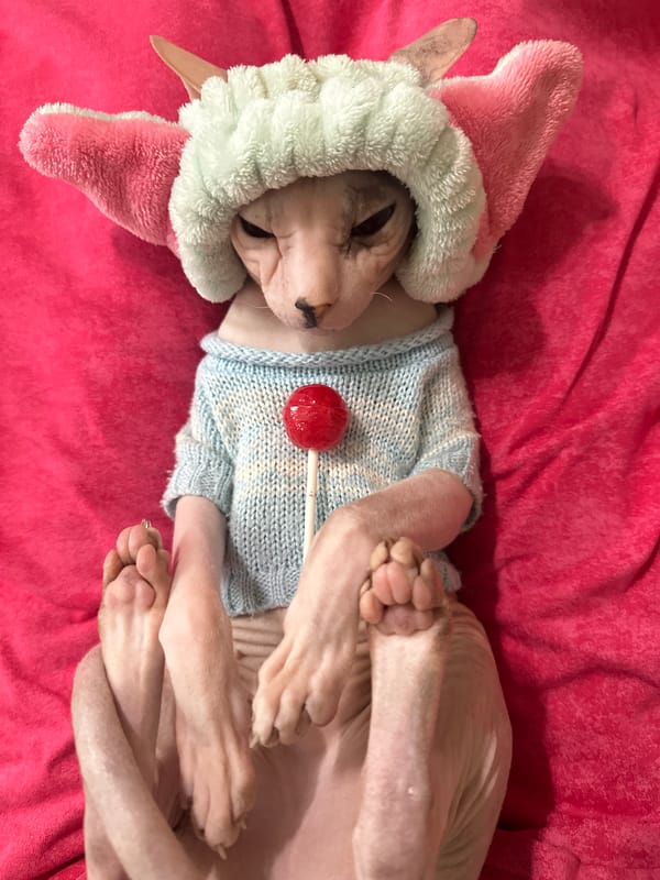 Dressed-up Sphynx cat lounges on pink blanket in Togliatti
