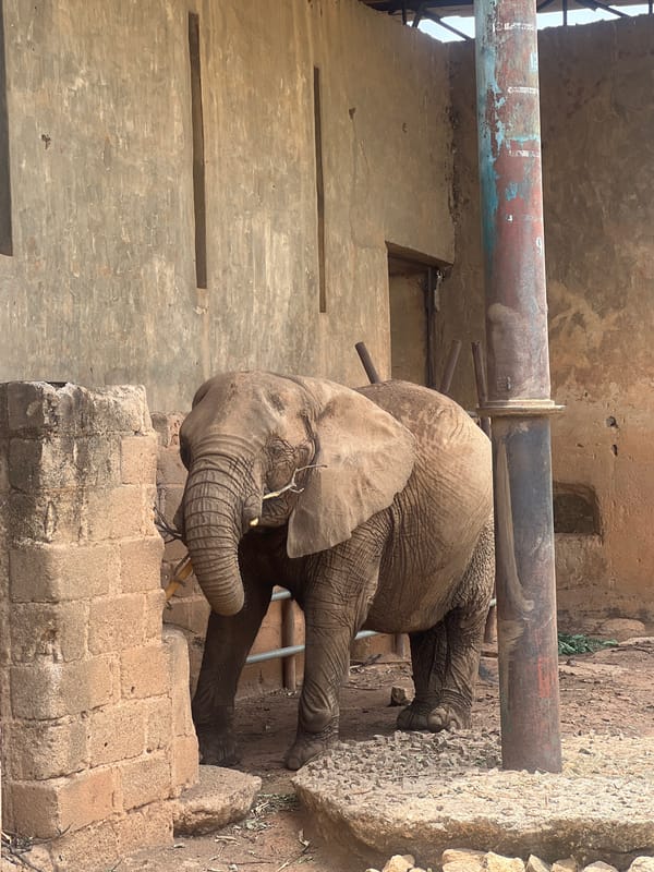 Elephant observed feeding as visitors tour Jos Wildlife Park
