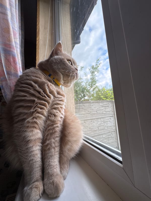 Cat's afternoon routine: windowsill watching, yawning, and mealtime