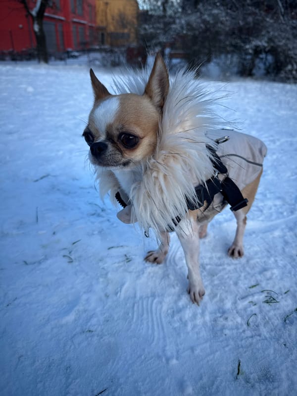 Chihuahua spotted in snowy Berlin park wearing winter clothing