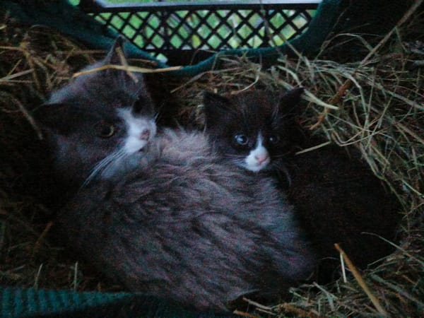 Kittens spotted around Лосева, Belarus in afternoon observations