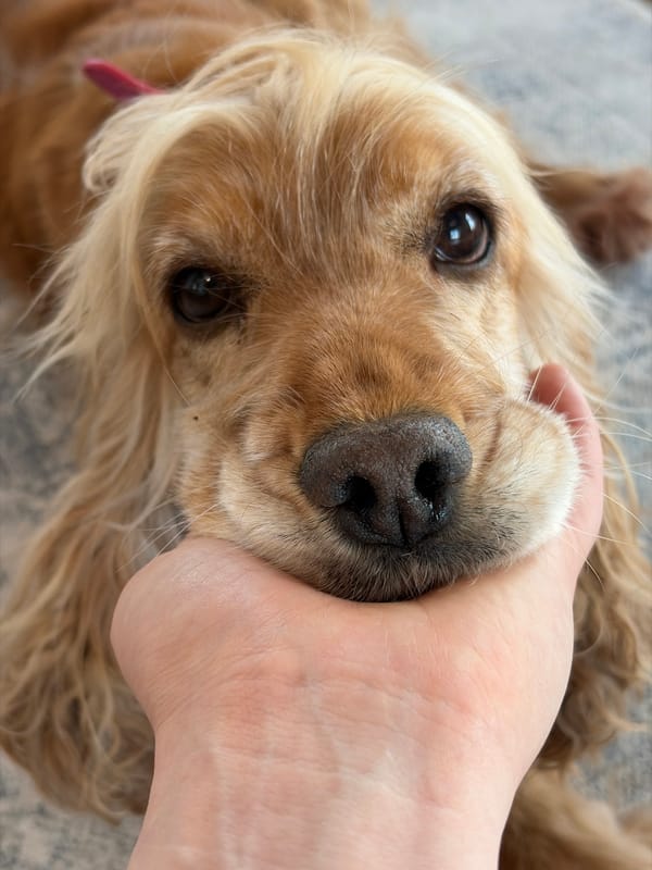 Person gently handles calm golden cocker spaniel in Russia