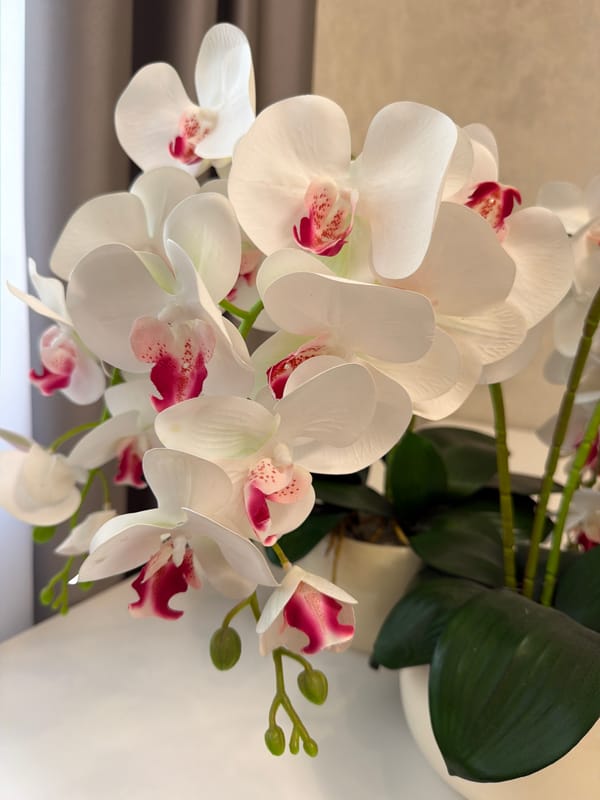 White orchids and pink tulips in indoor floral arrangements