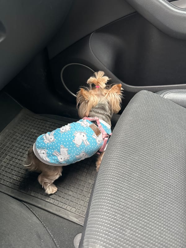 Yorkshire Terrier in decorative vest rests on car mat