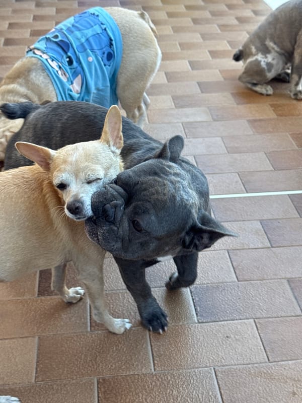 French Bulldogs ruling a patio in San Benedetto del Tronto