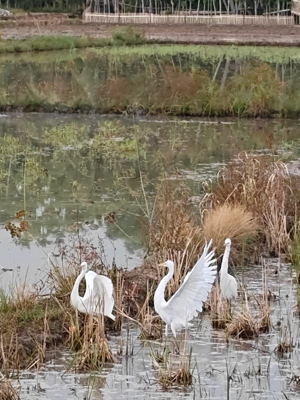 Egrets and ducks work the rice paddies of Aceh