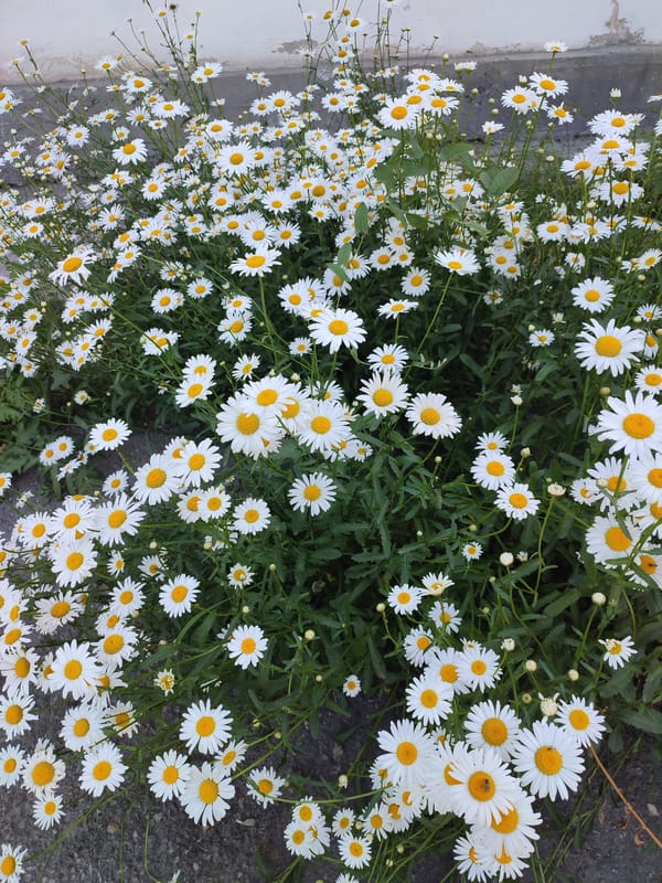 Summer blooms and park sculptures in Altai, Kazakhstan