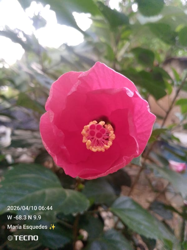 Spring garden life documented in Tinaquillo, Venezuela