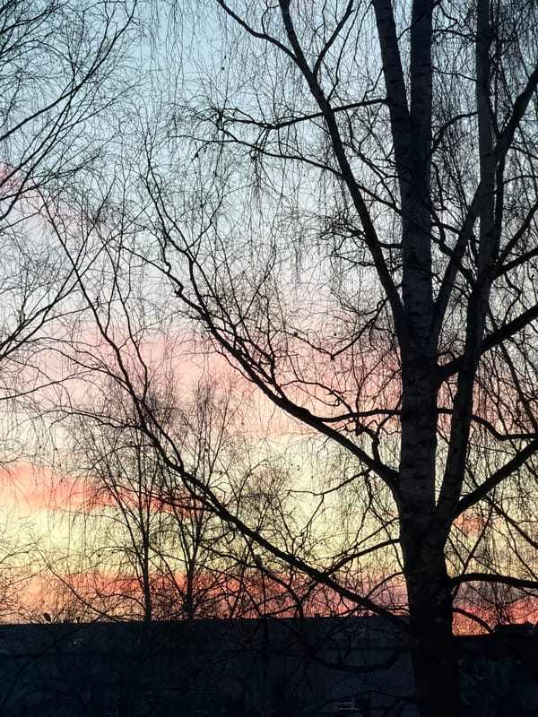 Dawn sky captured through bare branches in Izhevsk